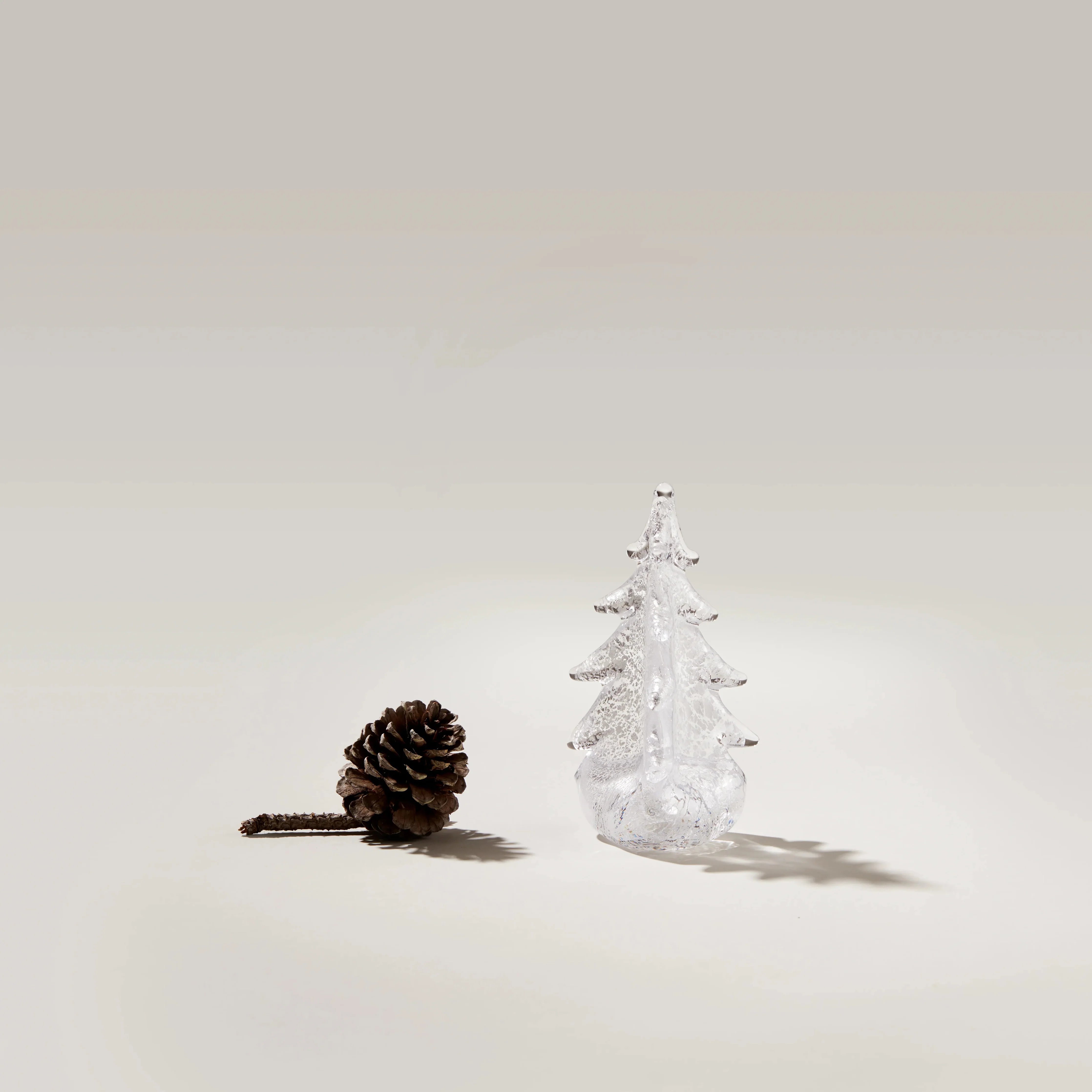 Silver Leaf Evergreen - Image 3