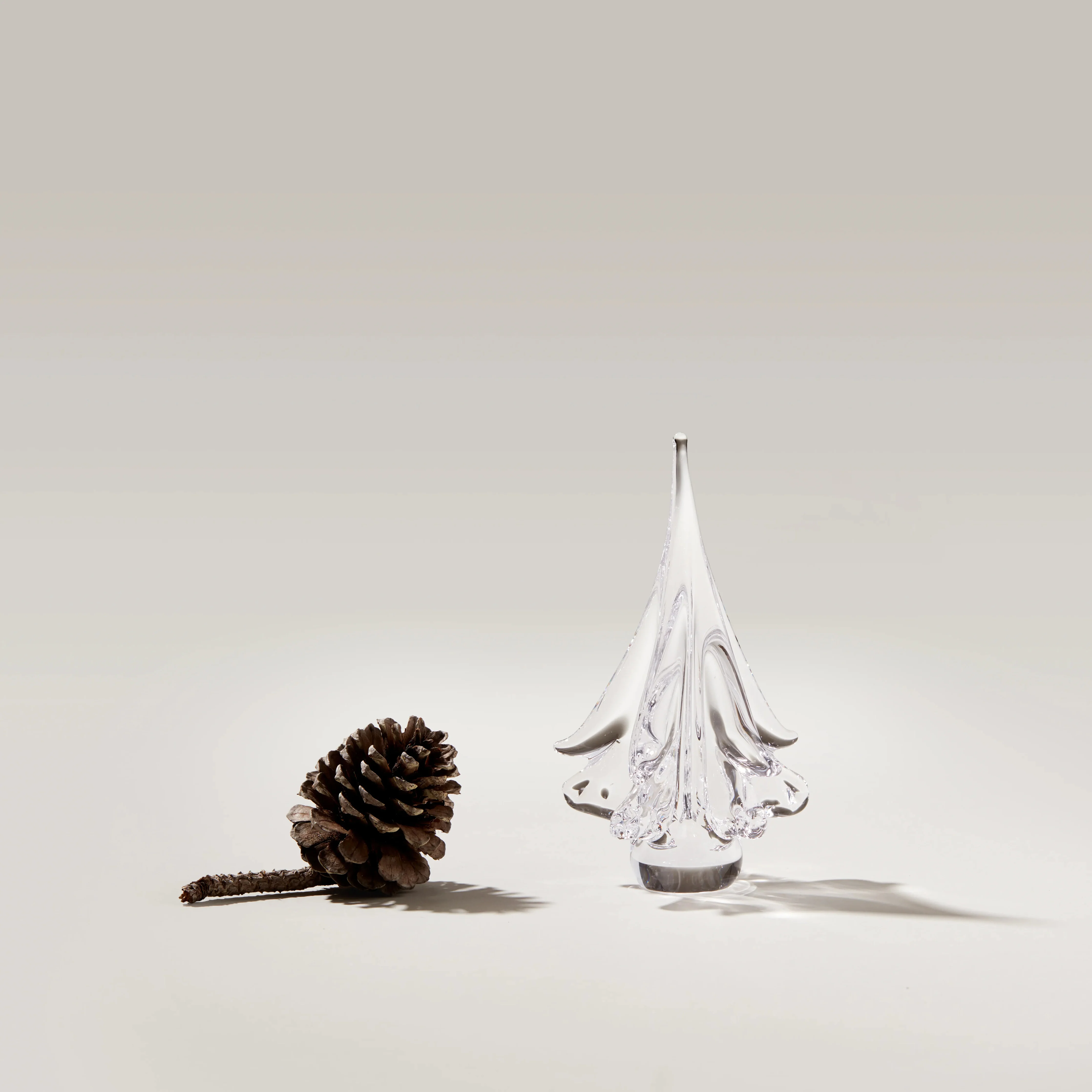 Spruce Evergreen - Image 3